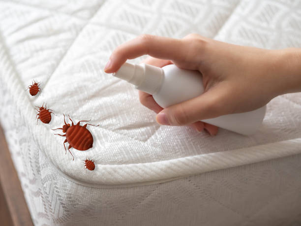 Wildlife Control Services in East Patchogue, NY