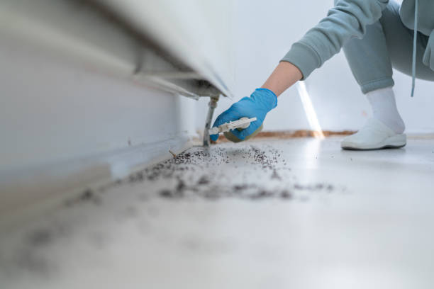 Best Wasp Removal Services  in East Patchogue, NY